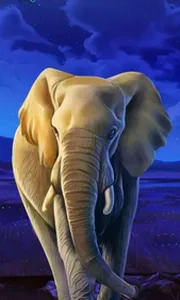 African Elephant